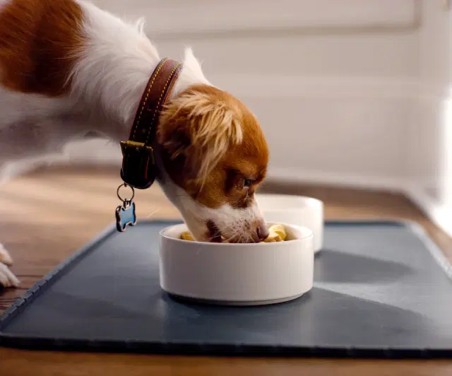 Small dog eating a bowl of Spot and Tango's human-grade dog food